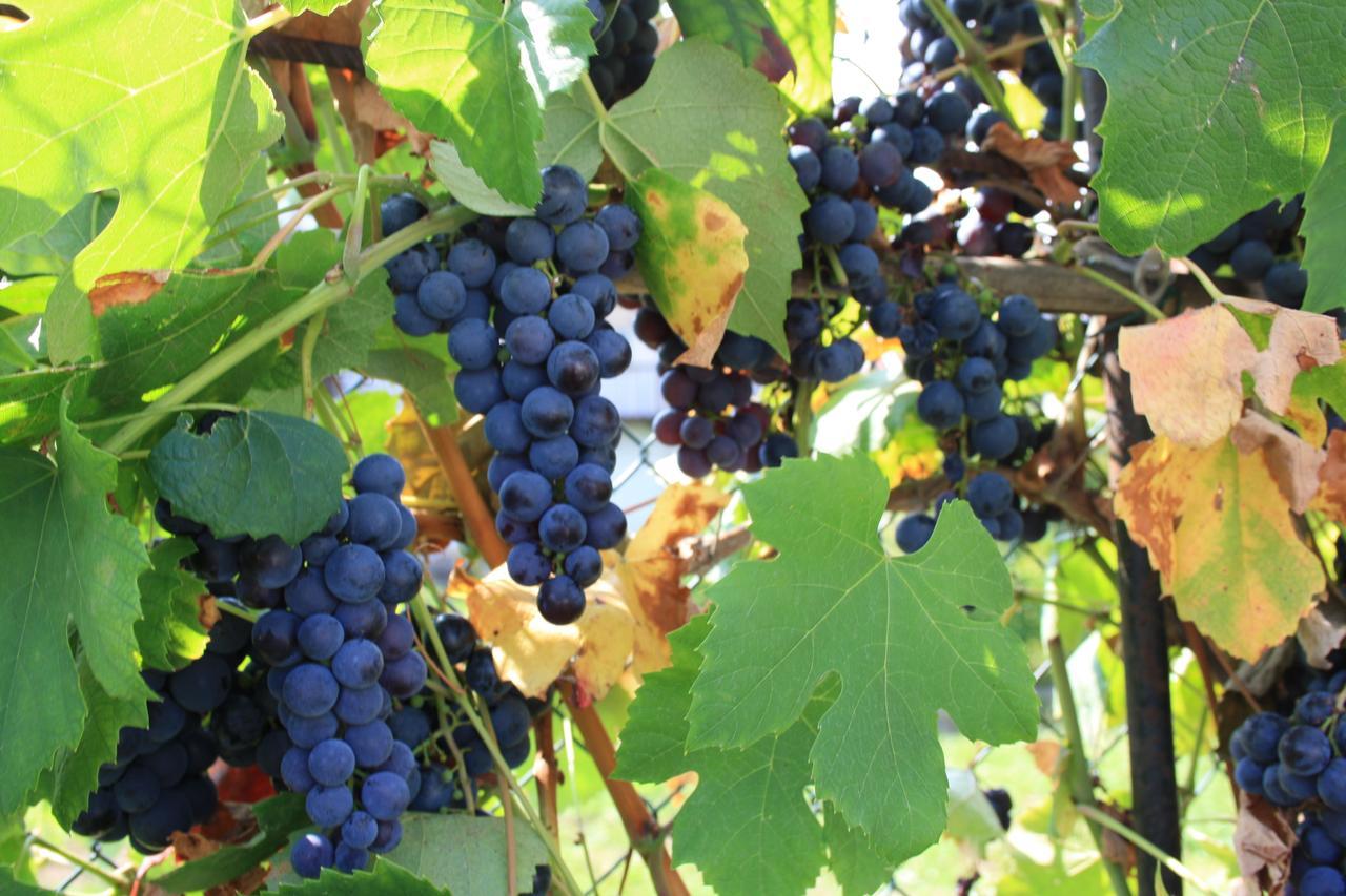 B & B La Ca' Di Massuc Peveragno 외부 사진